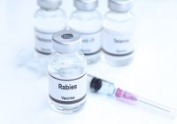 Rabies vaccination in medway